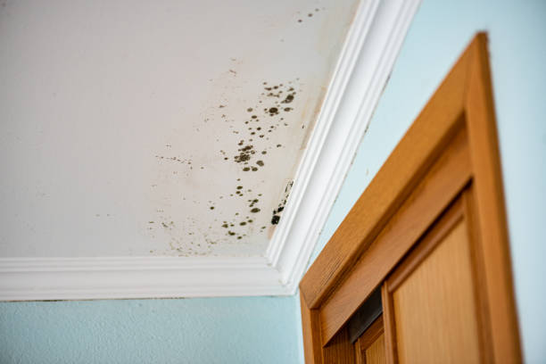 Best Toxic Mold Removal  in Victory Gardens, NJ