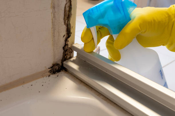 Best Commercial Mold Removal  in Victory Gardens, NJ