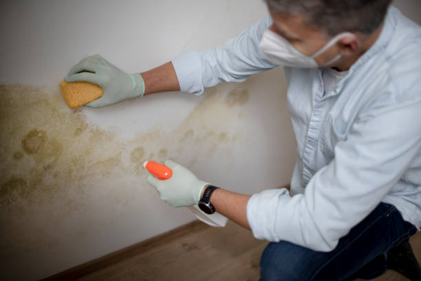 Best Black Mold Removal  in Victory Gardens, NJ