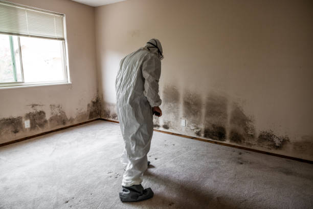 Victory Gardens, NJ Mold Removal Company