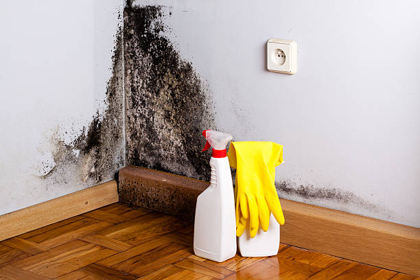 Best Mold Damage Repair  in Victory Gardens, NJ