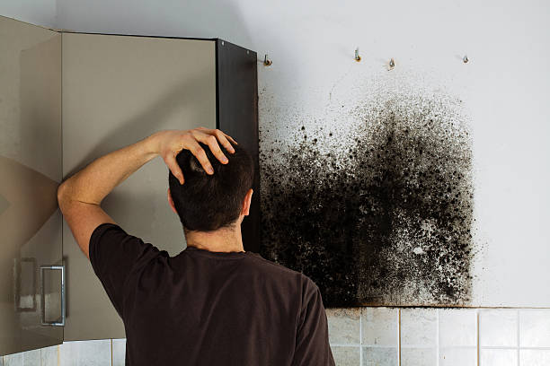 Best Black Mold Removal  in Victory Gardens, NJ